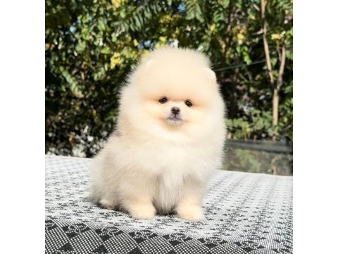Irkının en güzel yavrusu 2.5 aylık pomeranian boo