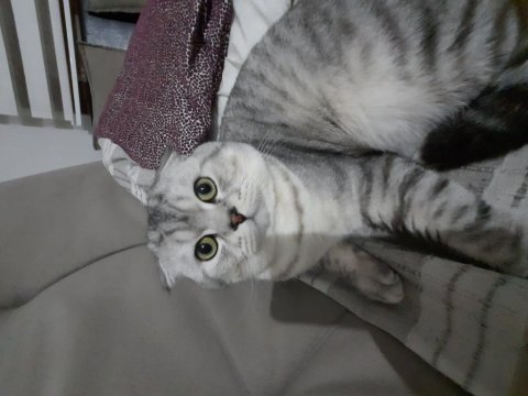 Scottish fold paşamıza yeni yuva arıyoruz