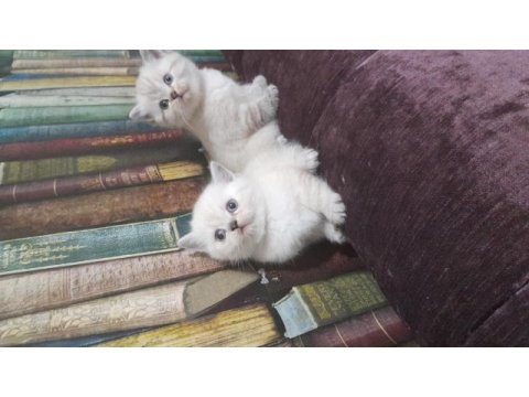 British shorthair blue point