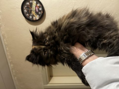 Kızımın alerjisinden dolayı verilecek british longhair