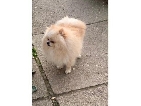 Pomeranian baby face