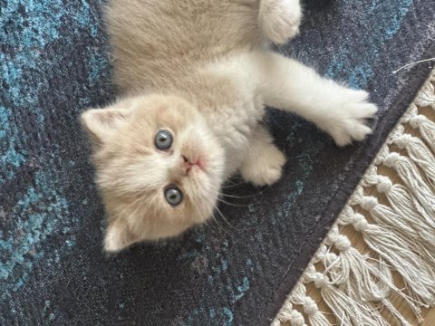 Harika bir çocuk kedimiz