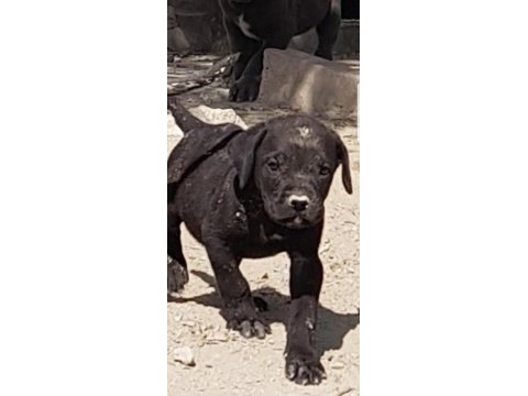 Safkan blue siyah erkek cane corso