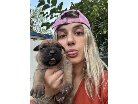 Üst kalite cane corso yavruları