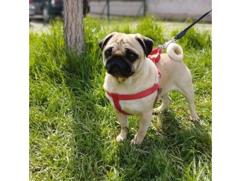 Pug mops 2 yaşında