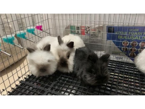 Angora tavşanları