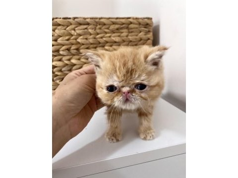 Şecereli exotic shorthair bebekler
