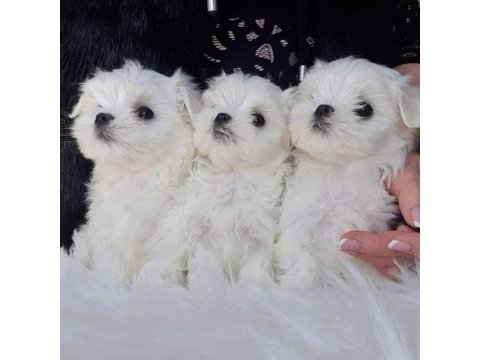 1.250gr morkie uygun