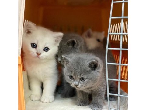 British shorthair yavruları