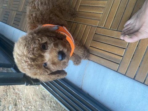 2 aylık bakımlı aşılı poodle yavrumuz