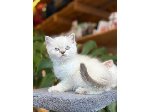 Sağlık ve ırk garantili british shorthair