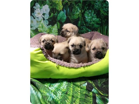 Pug mops mal bebekler