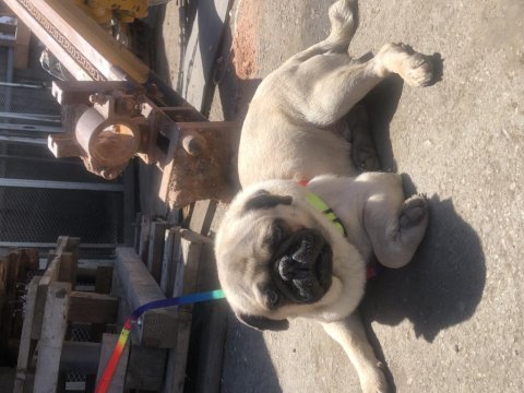 Eş pug yetişkin