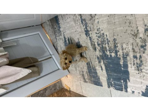 4 aylık erkek maltipoo