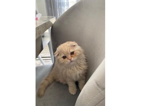 Sakin iyi huylu aşıları tam 3 aylık yavru british longhair