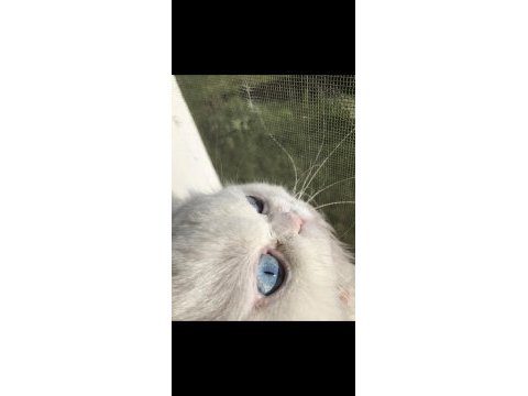 Chinchilla kedim