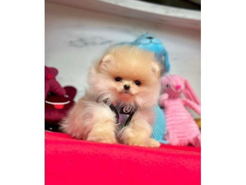 Sevimli pomeranian boo yavrularımız