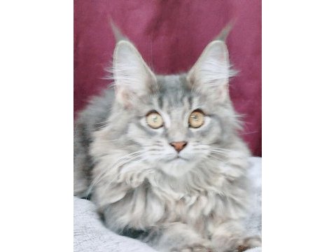 Maine coon yavrular