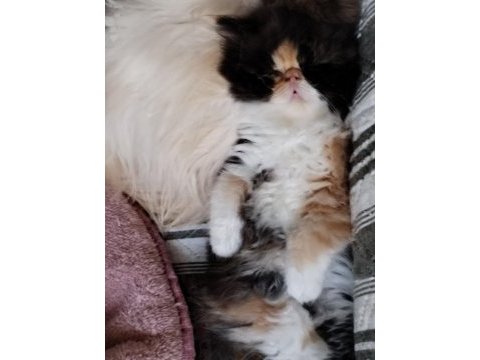 Minik chinchilla kızımıza yeni yuva