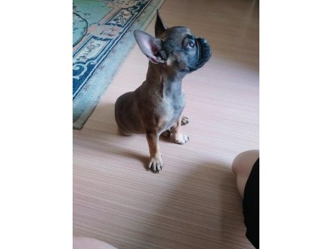 3 aylık akıllı orijinal french bulldog ankara