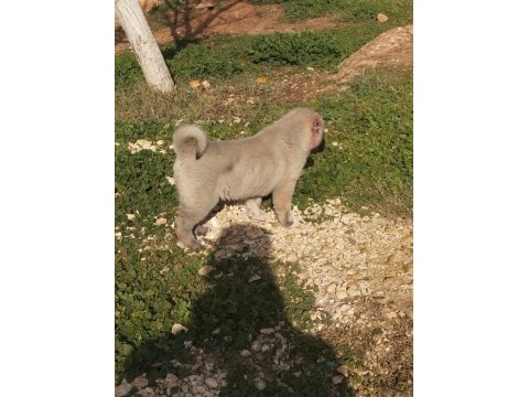 Orijinal kangal yavrusu dişi