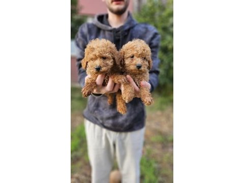 Poodle bebek köpeklerimiz