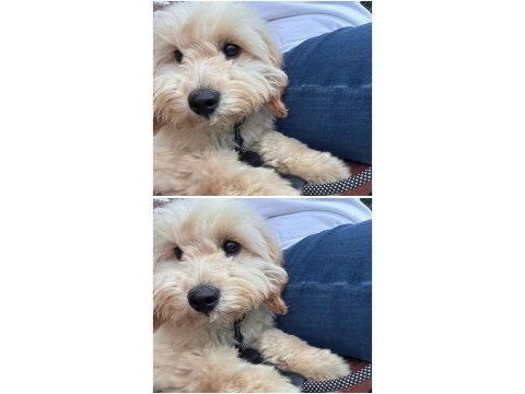 4 aylık golden doodle eğitimli uysal