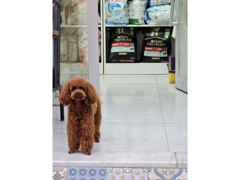 Toy poodle yavrularımız ömürlük aileleri bekliyor