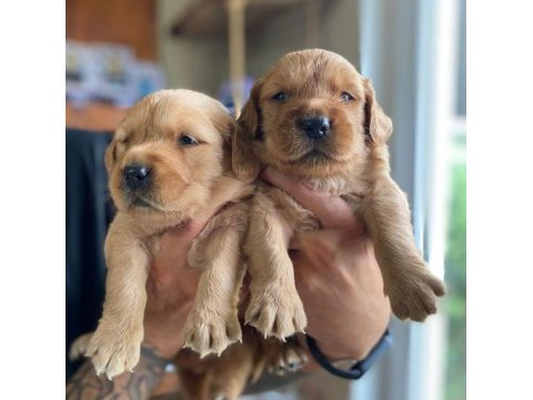 Bebek yüzlü golden retriever a kalite ırk