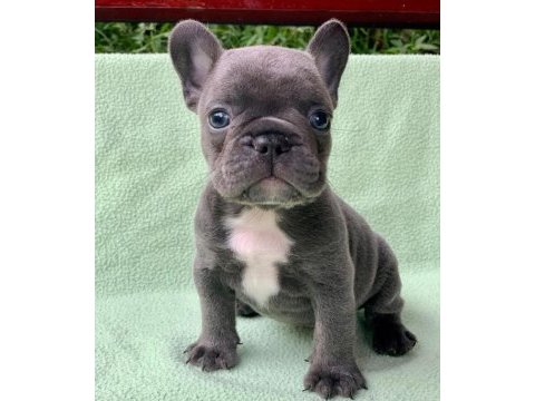 French bulldog yavruları