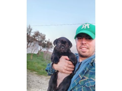 Şecereli cane corso yavruları