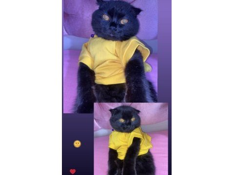 Ücretli scottish fold sahiplendirme