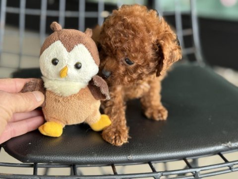 Tea cup poodle 4 aylık 700 gr petmode den