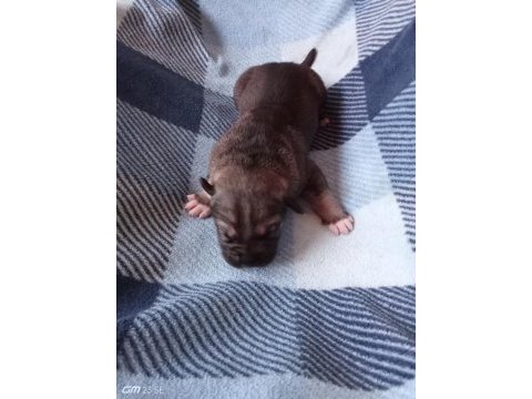 Anne tiger baba siyah 7 adet yavru cane corso