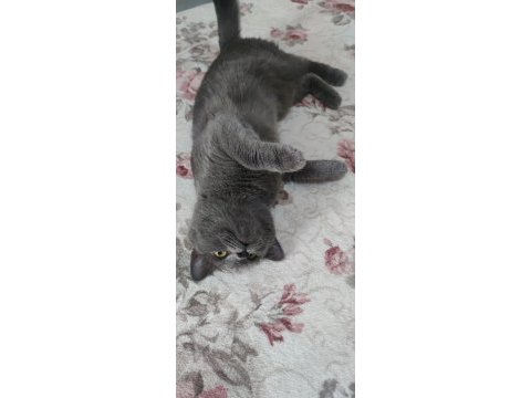 British shorthair miya 1 yaşında tüm aşıları yapıldı