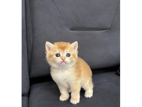 British shorthair golden ny 12