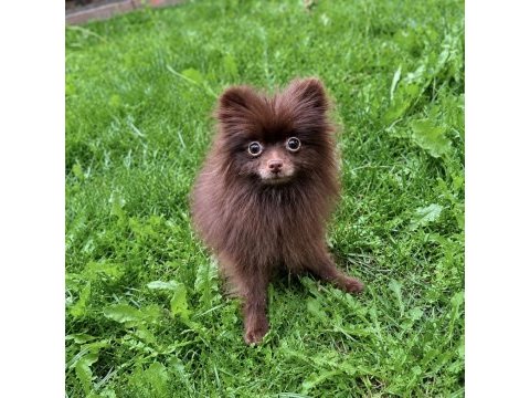 En uygun pomeranian dişi