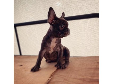 French bulldog - varsa daha iyisi o da annesi