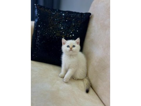 A kalite safkan british shorthair goldenpoint dişi