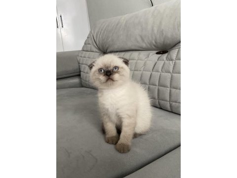 Mavi gözlü a kalite scottish fold