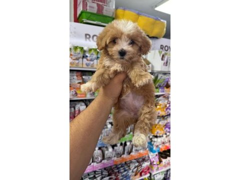 Maltipoo yavrular orjinal sıfır numara bardak boy