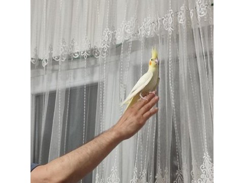 Erkek sultan papağanı lutino konuşuyor 4 ve 5 aylık