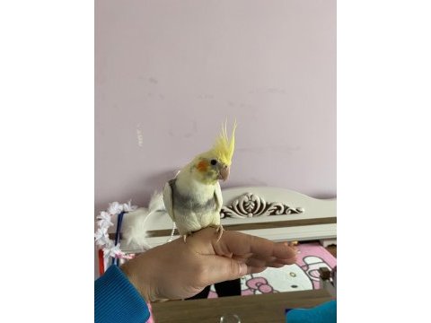 Full evcil erkek sultan papağanı