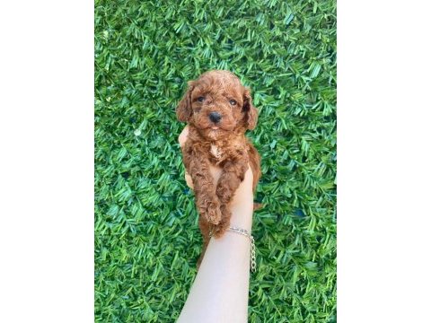 Poodle bebek köpekler