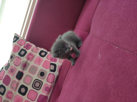 Bir aylık yavru british longhair