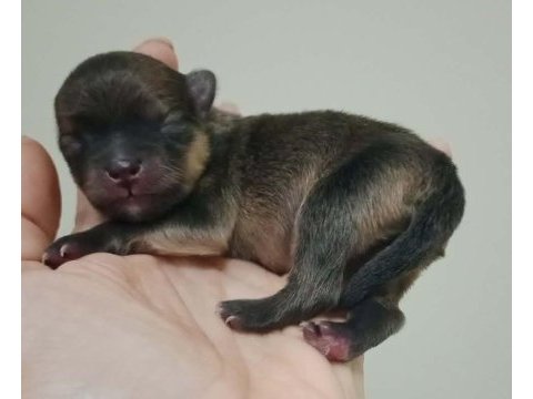Fcı şecereli mini teacup pomeranian erkek yavrular
