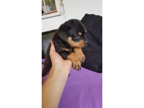 Safkan rottweiler yavrular