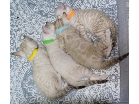 Snow bengal erkek yavru