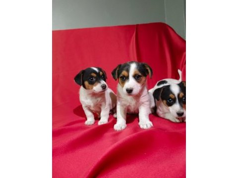 Jack russell dişi yavrular