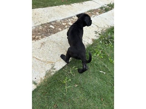 Cane corso safkan yavru